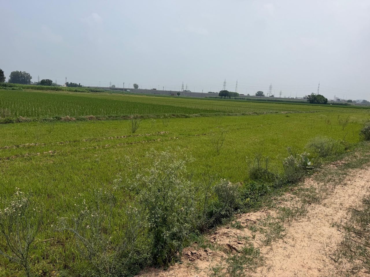 Mamupur Plots CU Corridor